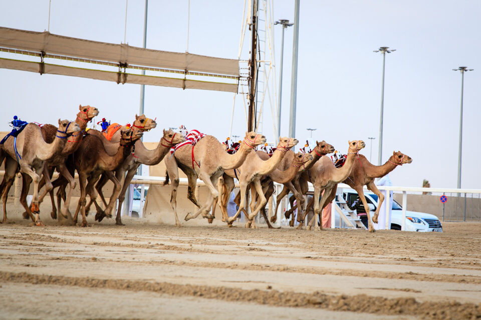 Sports In Algeria: 5 Fascinating Insights Into Athletic Culture