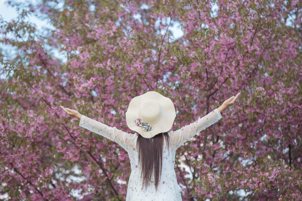 cherry blossom