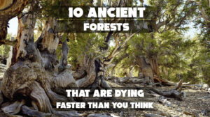 10 Ancient Forests That Are Dying Faster Than You Think
