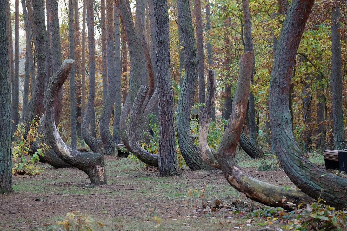 Crooked Forest16.06