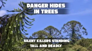 7 Deadly Trees You Should Never Touch