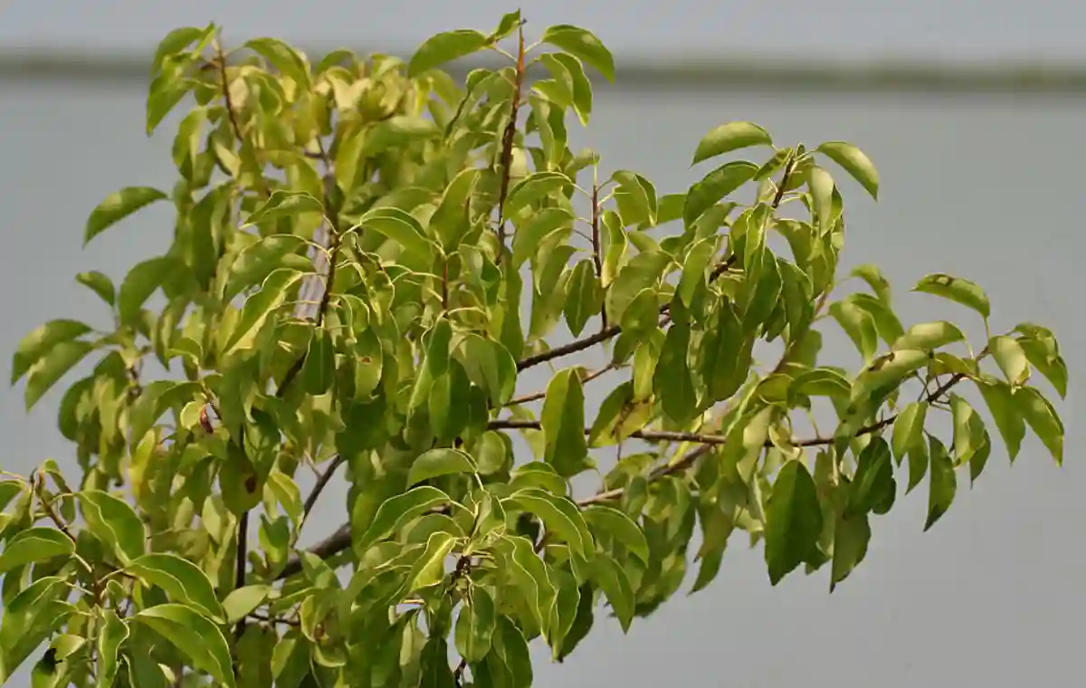 Blind Your Eye Excoecaria agallocha in Krishna Wildlife Sanctuary, Andhra Pradesh, India. Blind Your Eye Excoecaria agallocha in Krishna Wildlife Sanctuary, Andhra Pradesh, India.