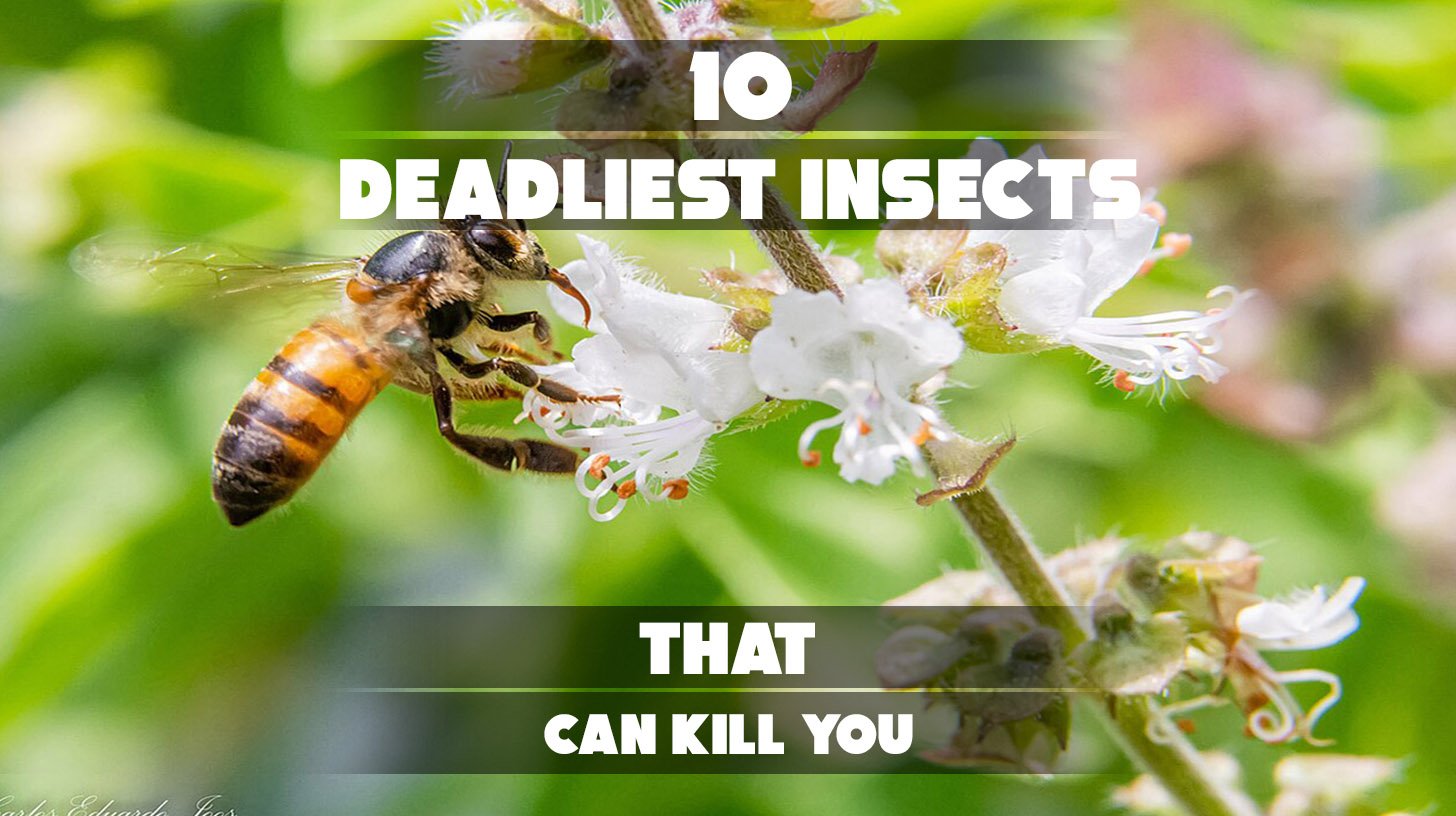Rare image showing the aggressive nature of deadliest insects
