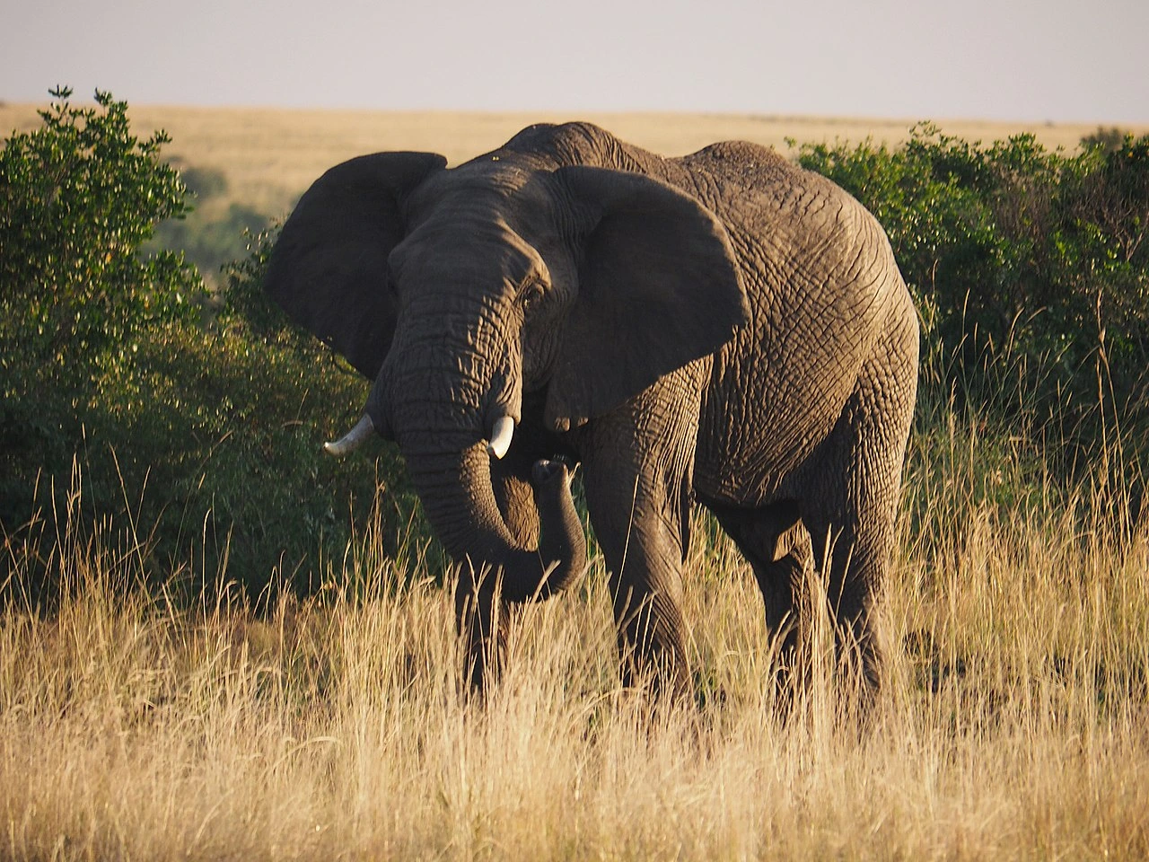 1280px African elephant 17.07.2025