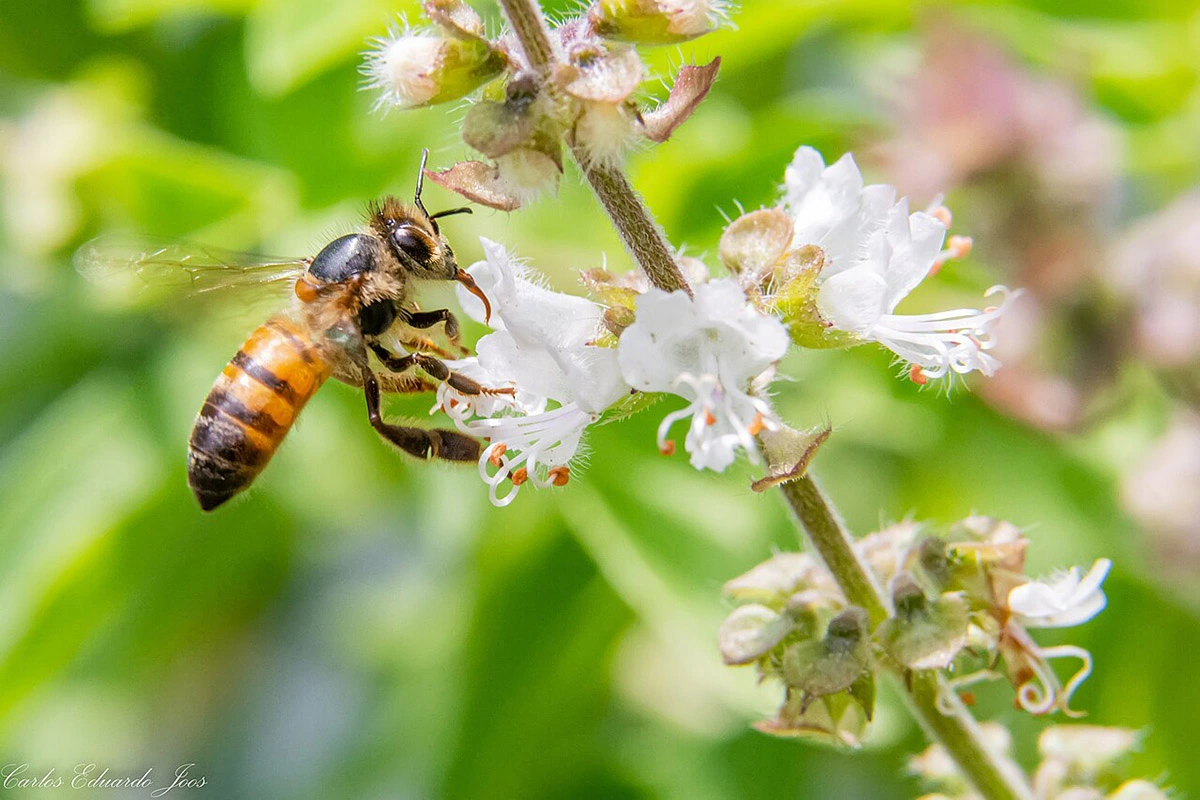 Africanized bee 17.07.2025