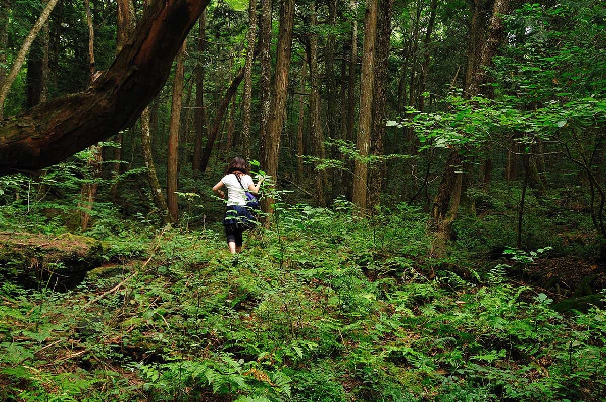 Aokigahara forest 13.07.2025