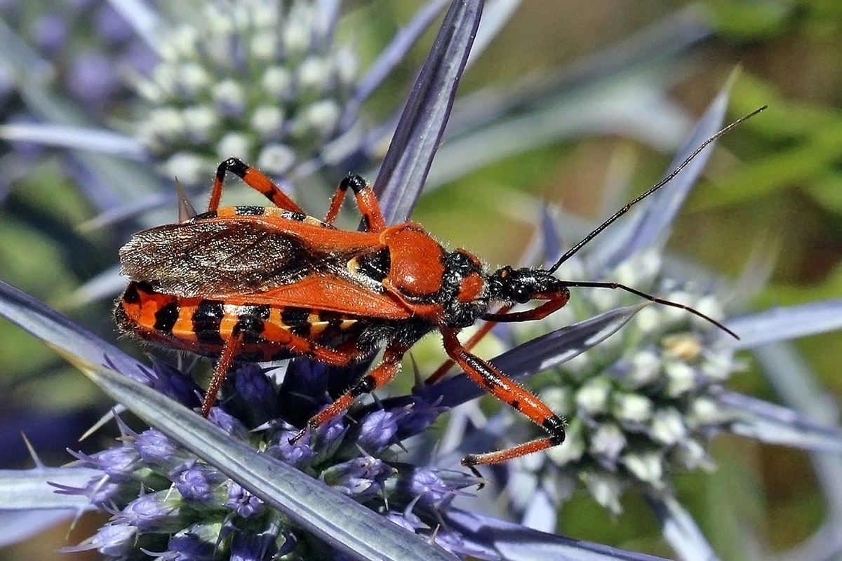Assassin bug 17.07.2025