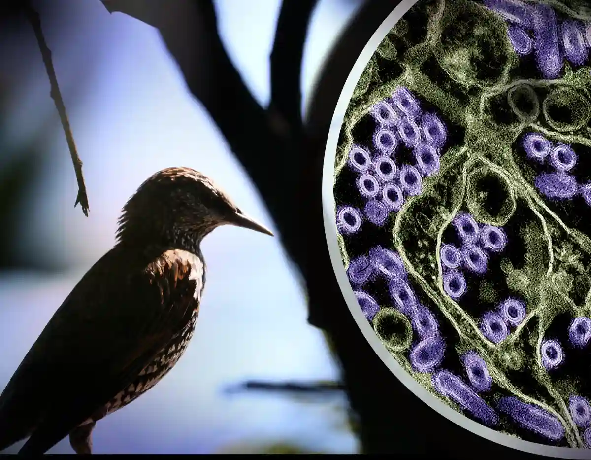 H5N1 Avian Influenza/Bird Flu H5N1 Avian Influenza/Bird Flu