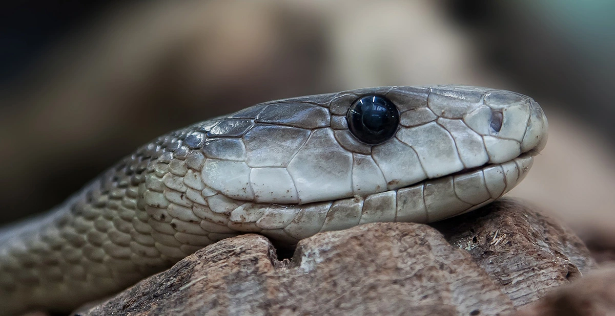 Black Mamba 27.07.2025