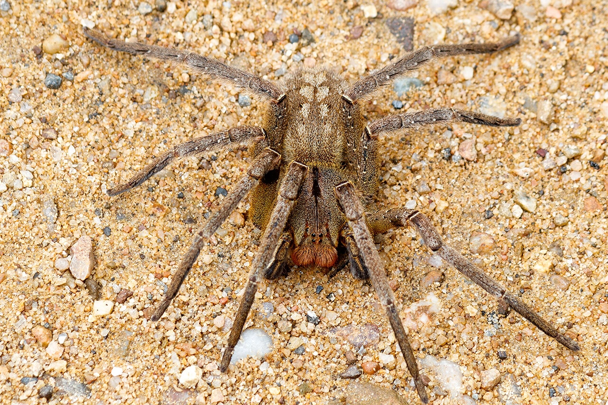Brazilian Wandering Spider 31.7.2025
