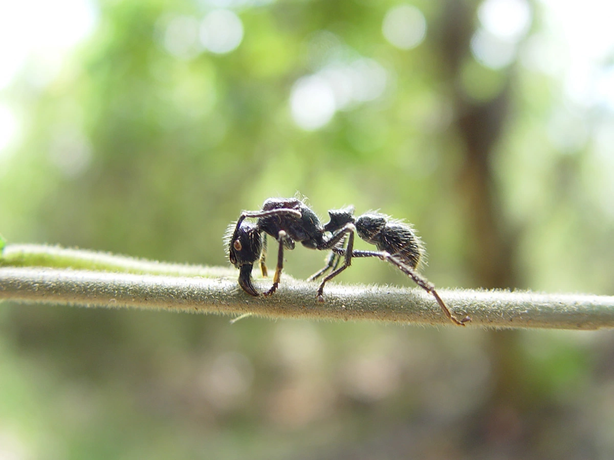 Bullet ant 17.07.2025