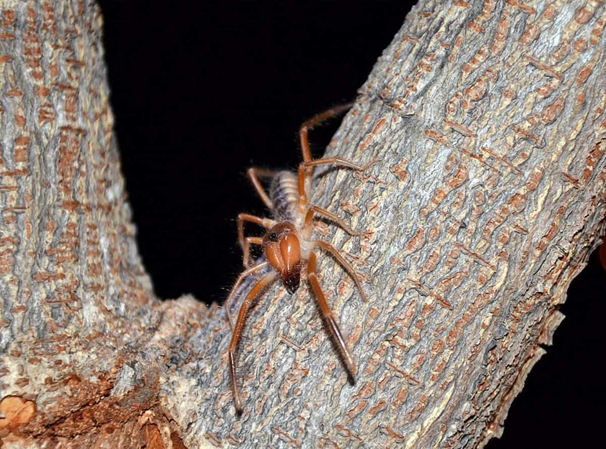 Camel Spider 31.7.2025