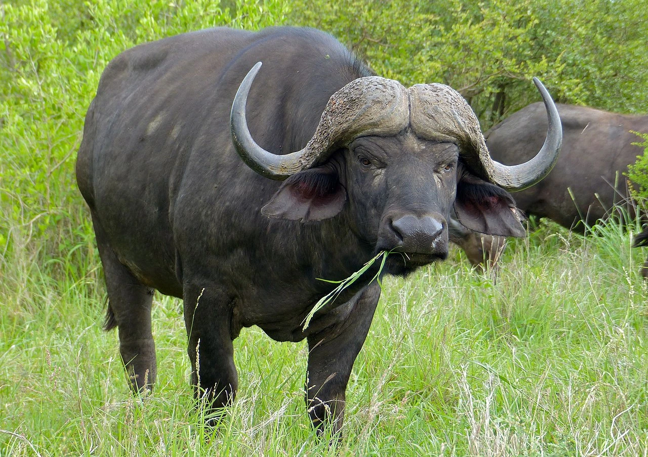 Cape Buffalo 17.07.2025