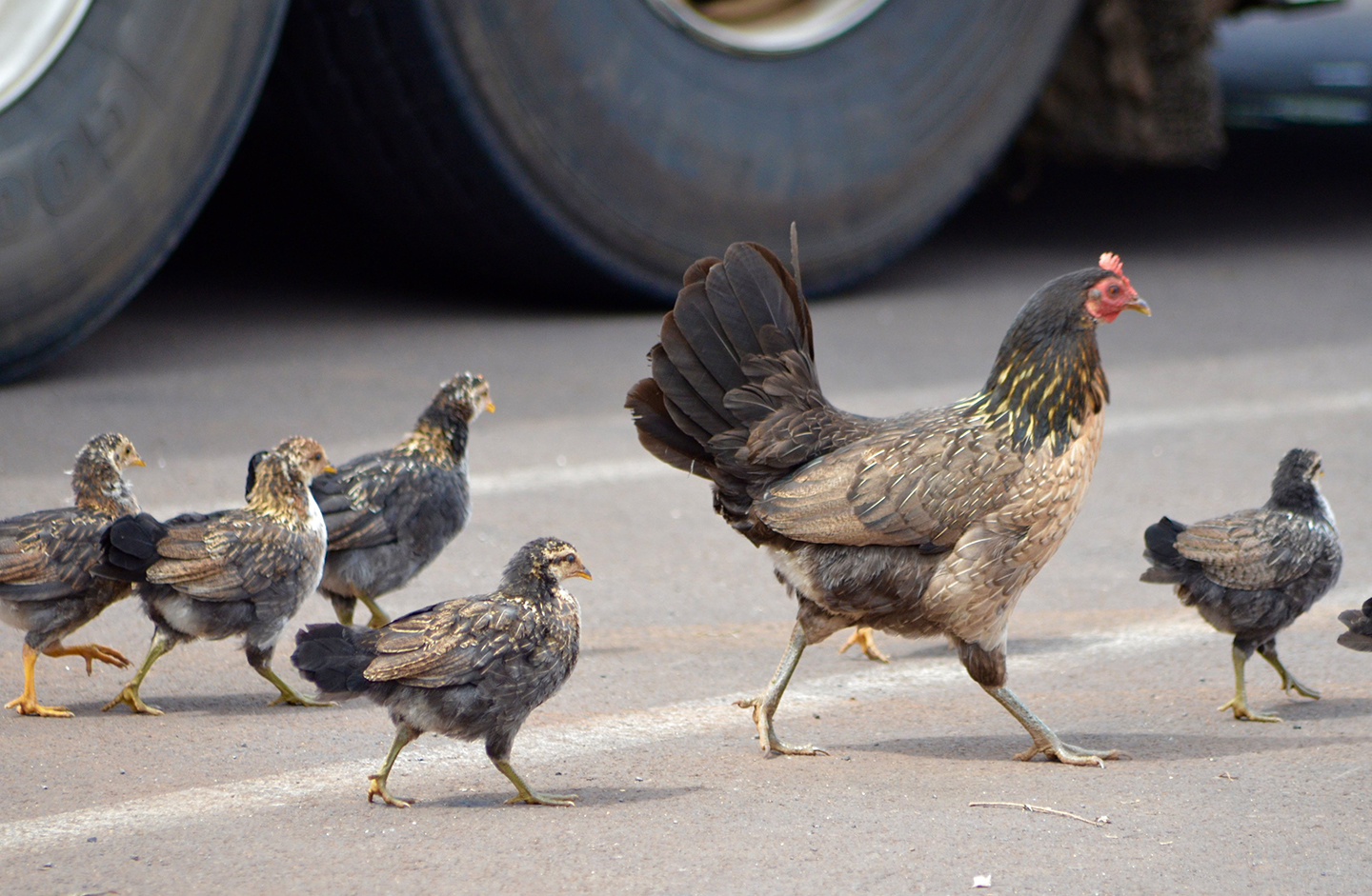 Chickens Cant Cross in Georgia21.07