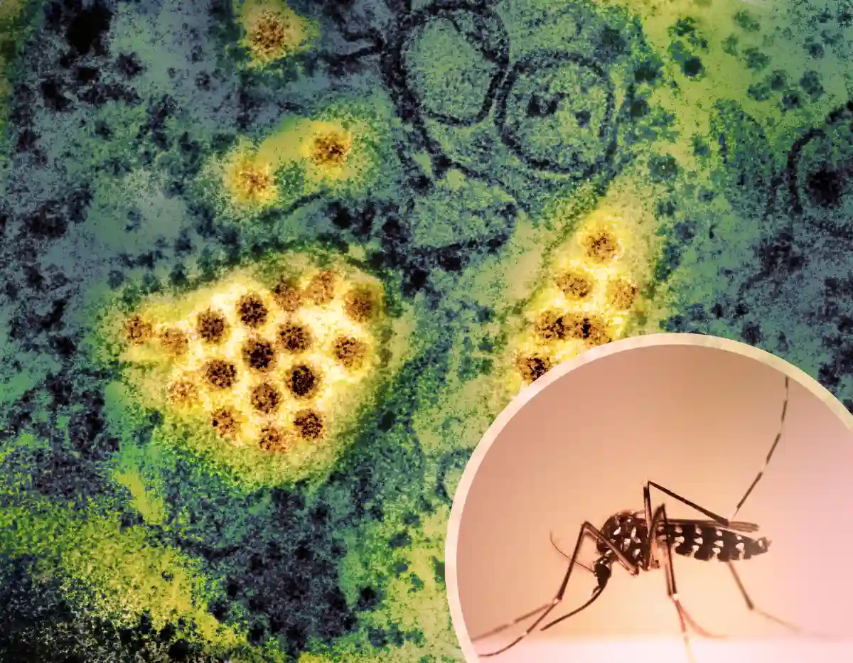Aedes Mosquito and Dengue Virus Particles Aedes Mosquito and Dengue Virus Particles
