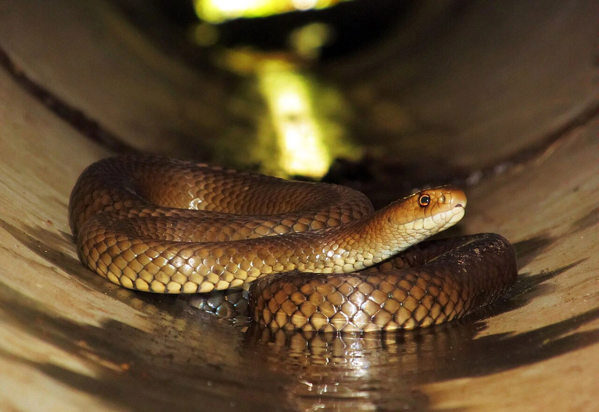 Eastern Brown Snake 27.07.2025