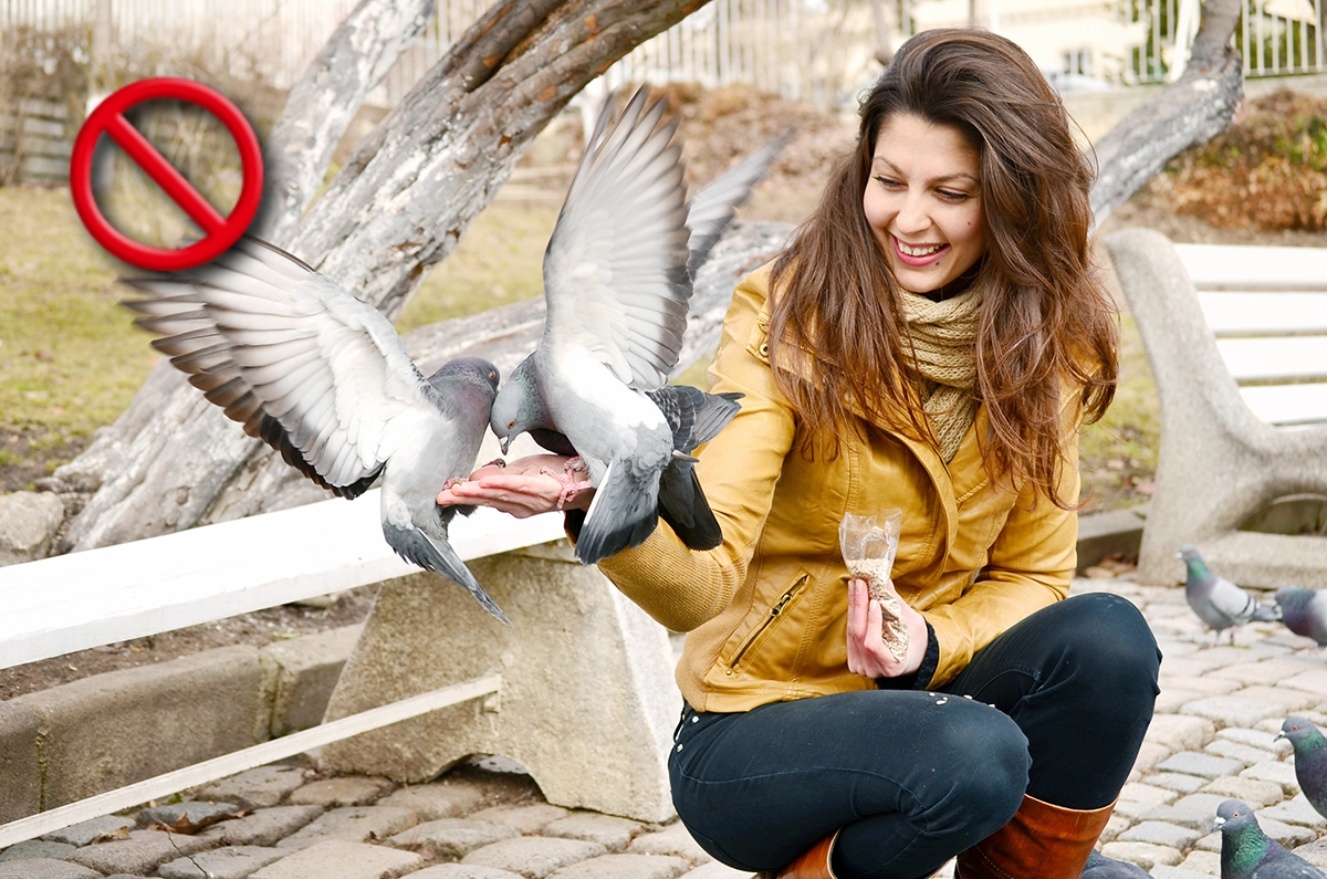 Feeding Pigeons in Venice 15.7.2025