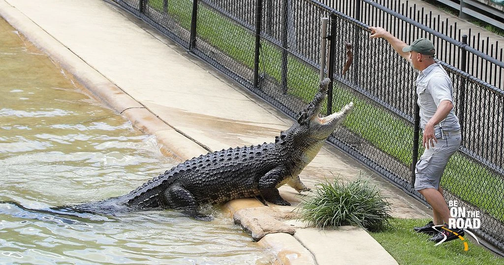 Feeding of Saltwater Crocodiles at Australia Zoo 17.07.2025