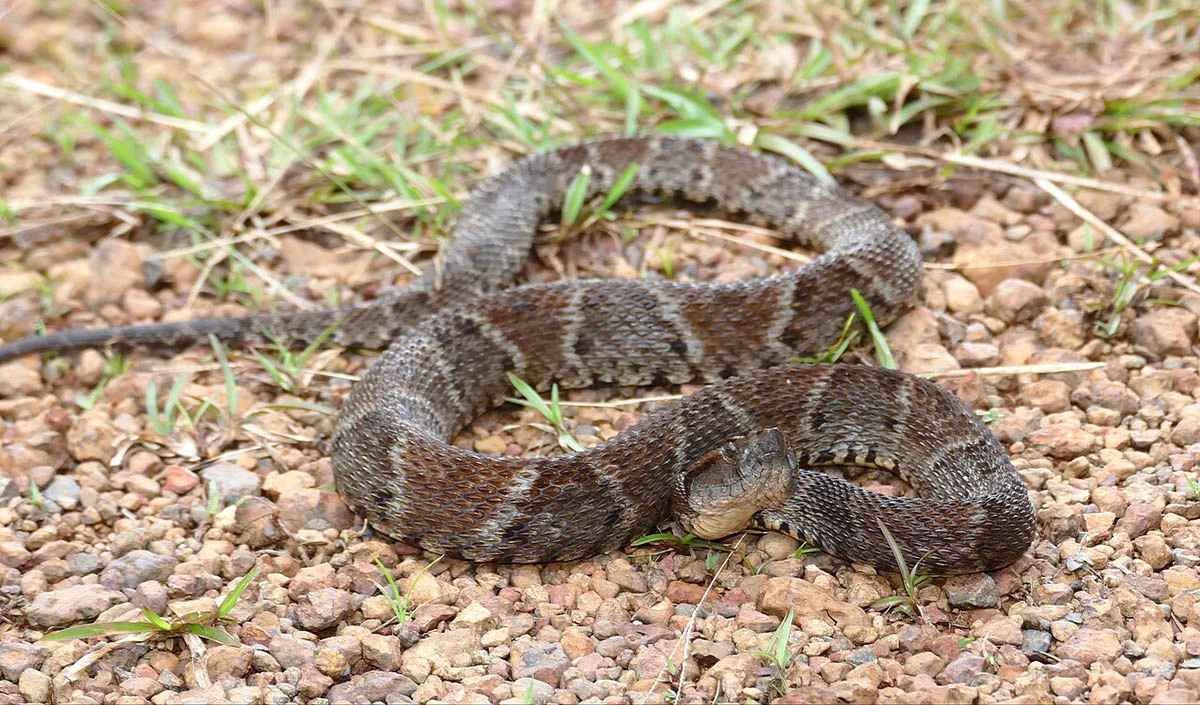 Fer de Lance 27.07.2025