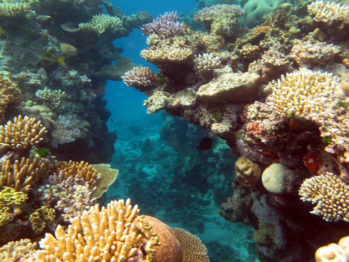 Great Barrier Reef 6.07.2025