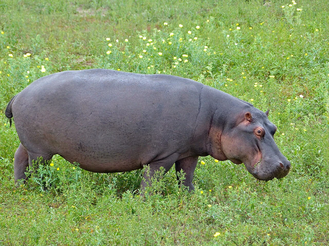 Hippopotamus 17.07.2025