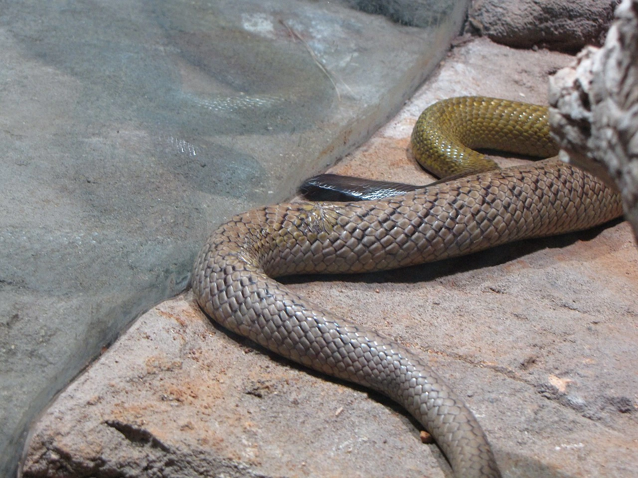 Inland Taipan 17.07.2025