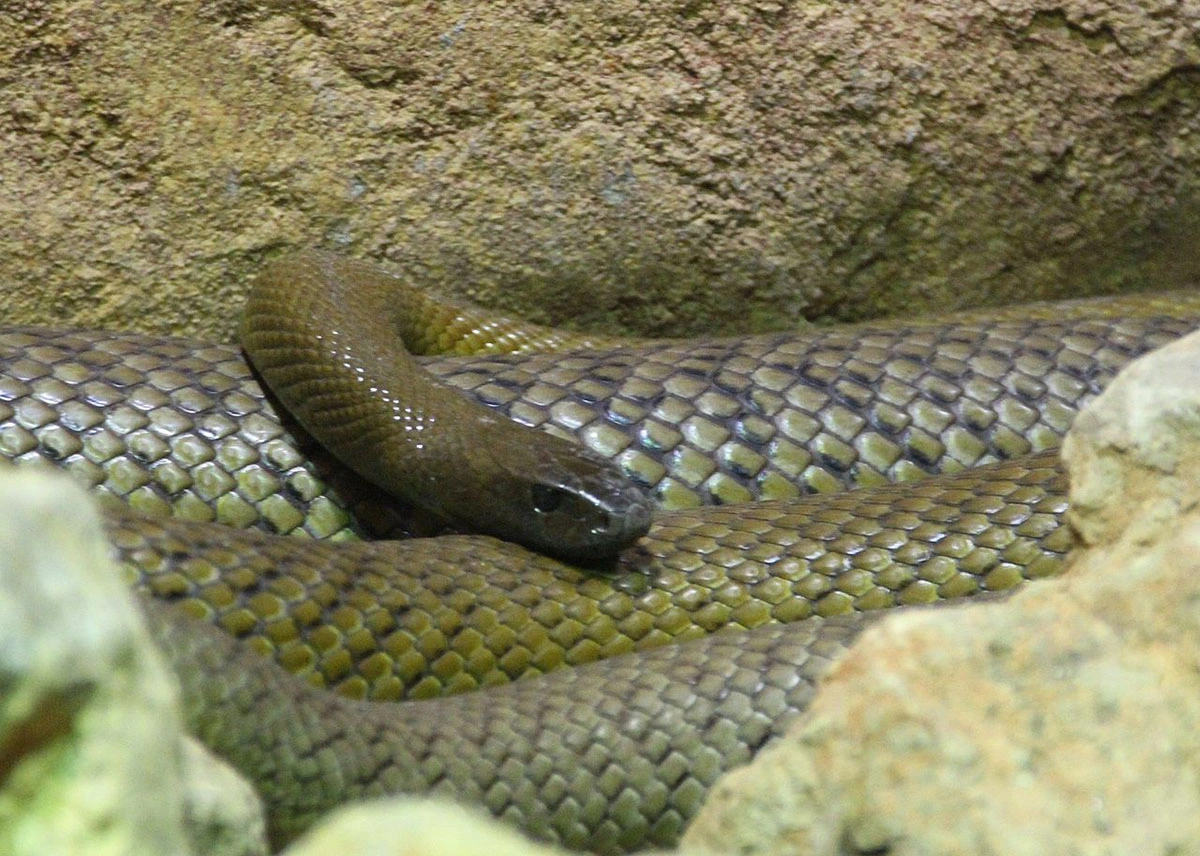 Inland taipan 27.07.2025