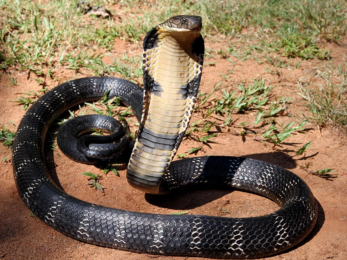 King Cobra 27.07.2025