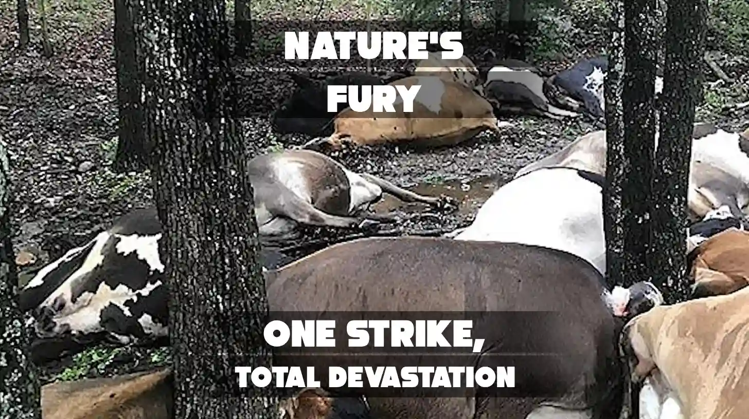 32 Cows Killed in a Single Lightning Strike on Missouri Farm