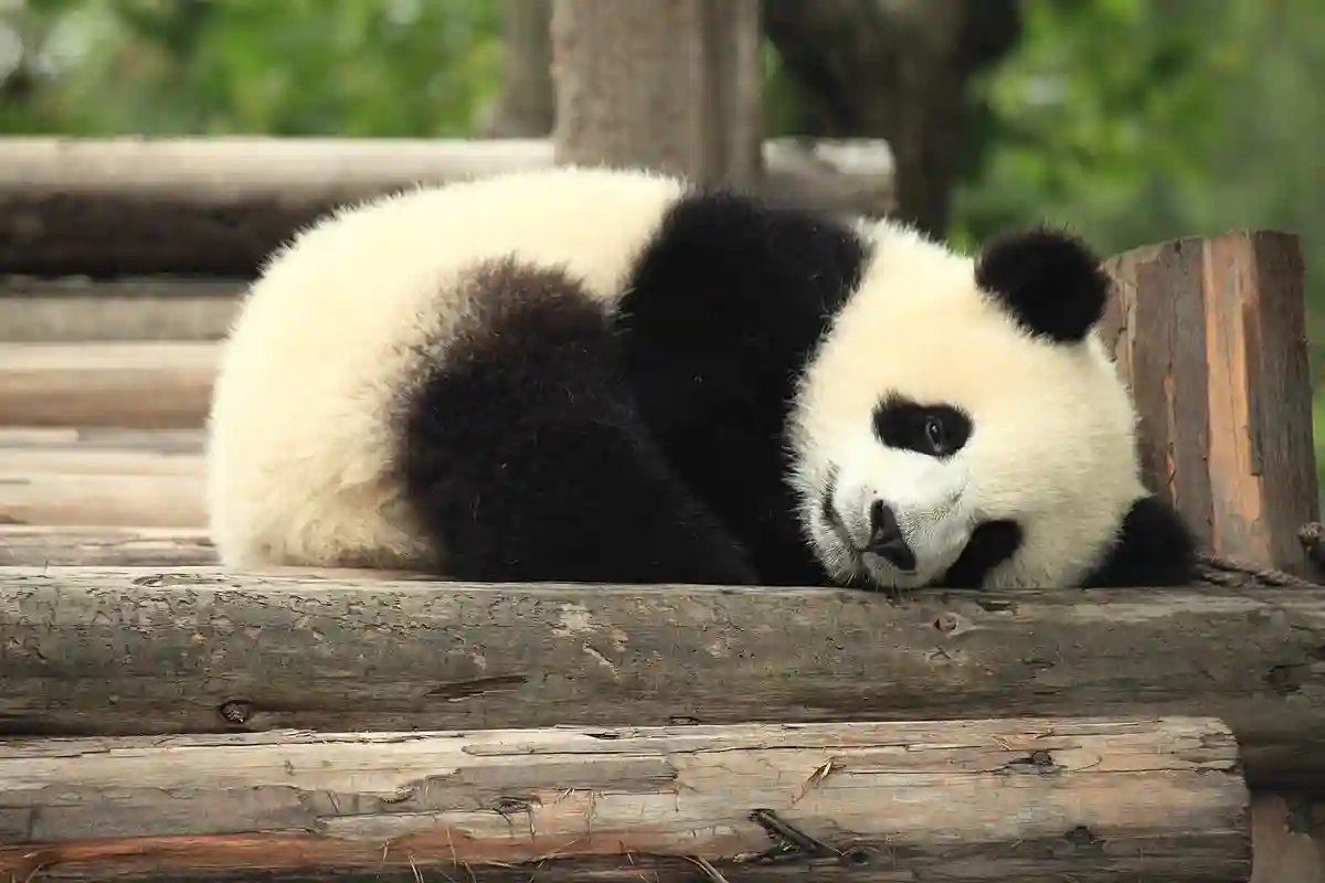 A picture of a Panda sleeping on a bench with background as trees and located in China. A picture of a Panda sleeping on a bench with background as trees and located in China.