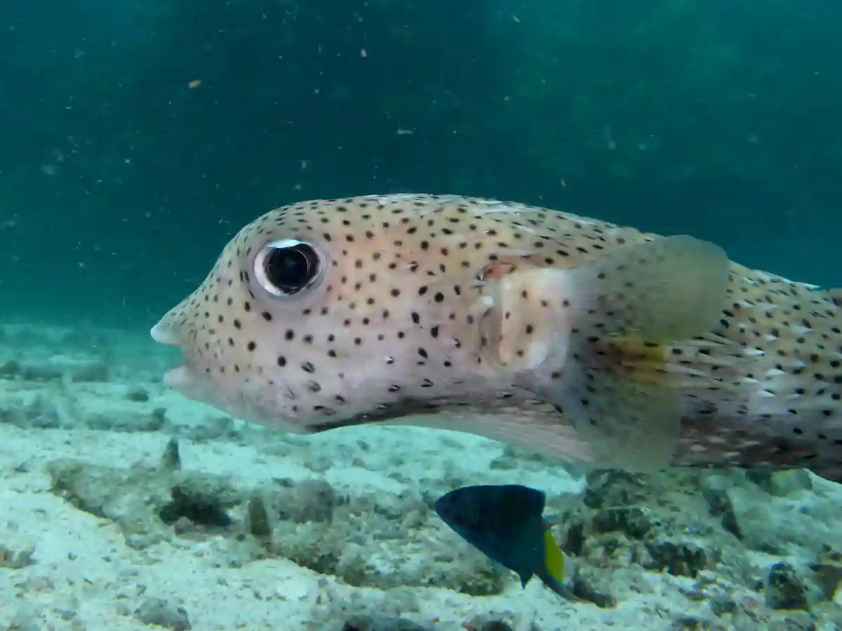 This is Porky the Puffer Fish, well known to the dive instructors off Ko Haa, since he comes to investigate them all This is Porky the Puffer Fish, well known to the dive instructors off Ko Haa, since he comes to investigate them all