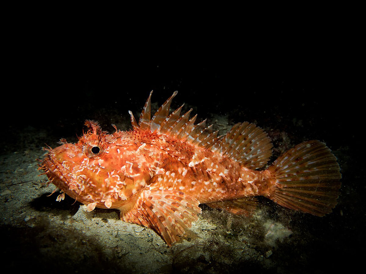 Red Scorpionfish 27.07.2025