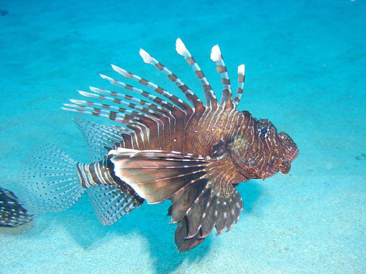 Red lionfish Mauritius 27.07.2025 1