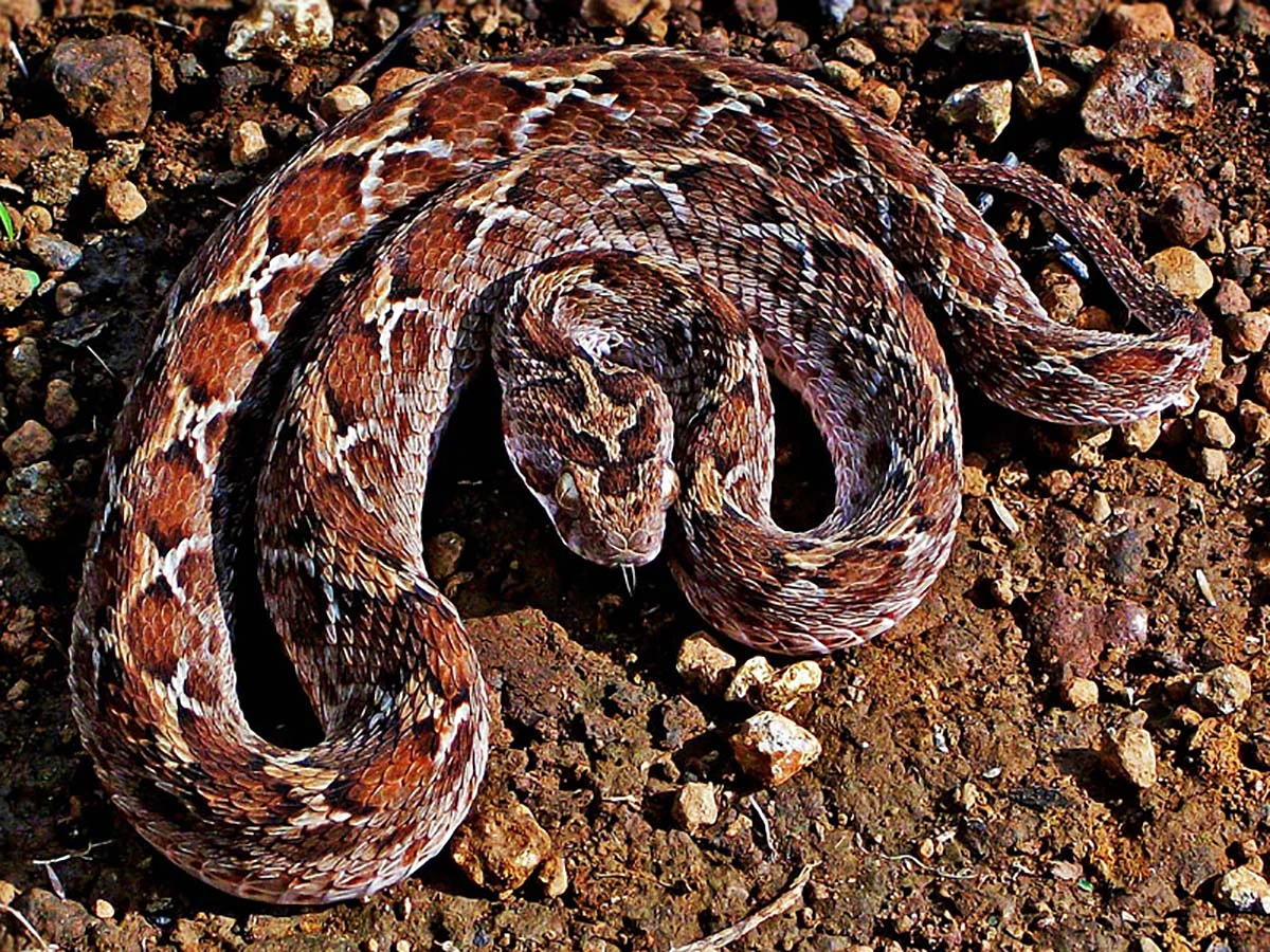 Saw scaled Viper 27.07.2025