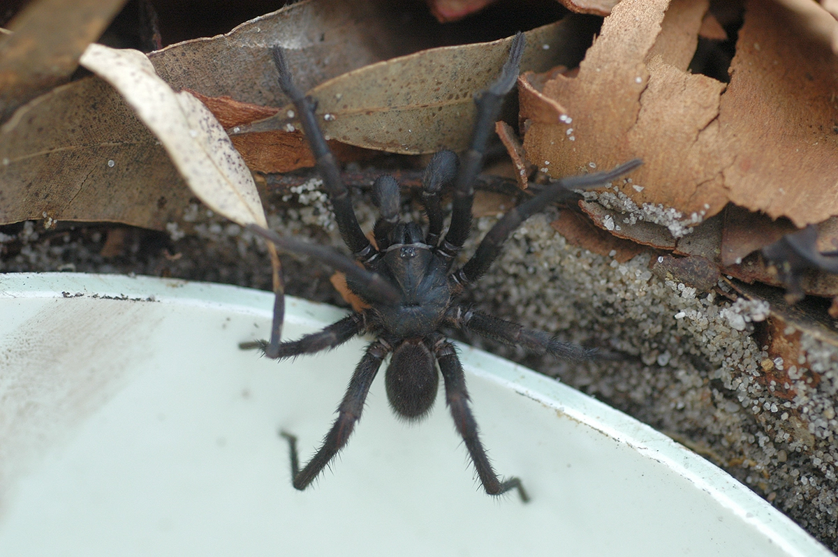 Sydney Funnel Web Spider 31.7.2025