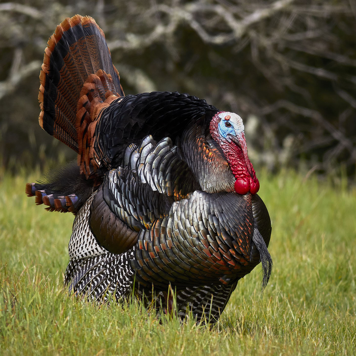 Turkeys Were Once Worshiped Like Gods29.07