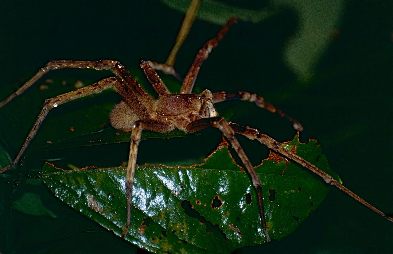 Wandering Spider 17.07.2025