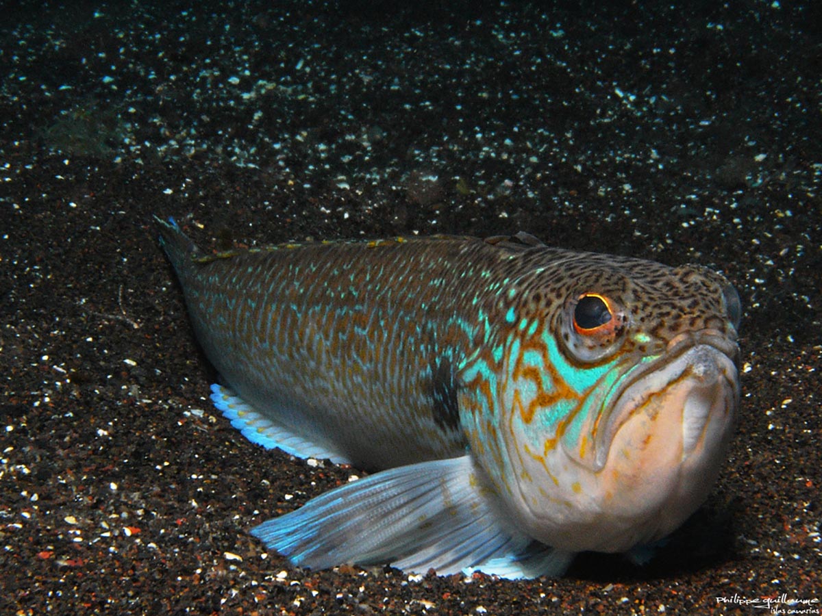 Weever Fish 27.07.2025