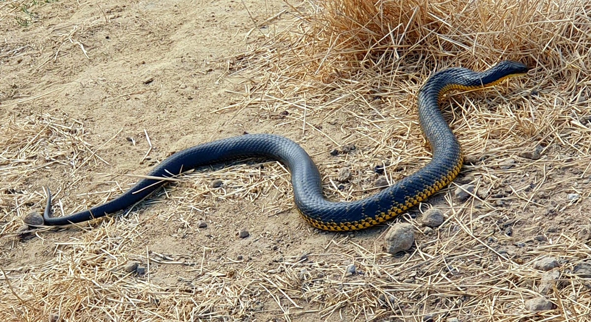 Western Tiger snake 27.07.2025
