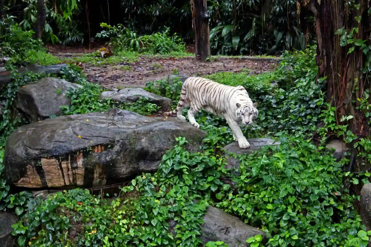 Singapore Zoo animal habitat with lush greenery Singapore Zoo animal habitat with lush greenery