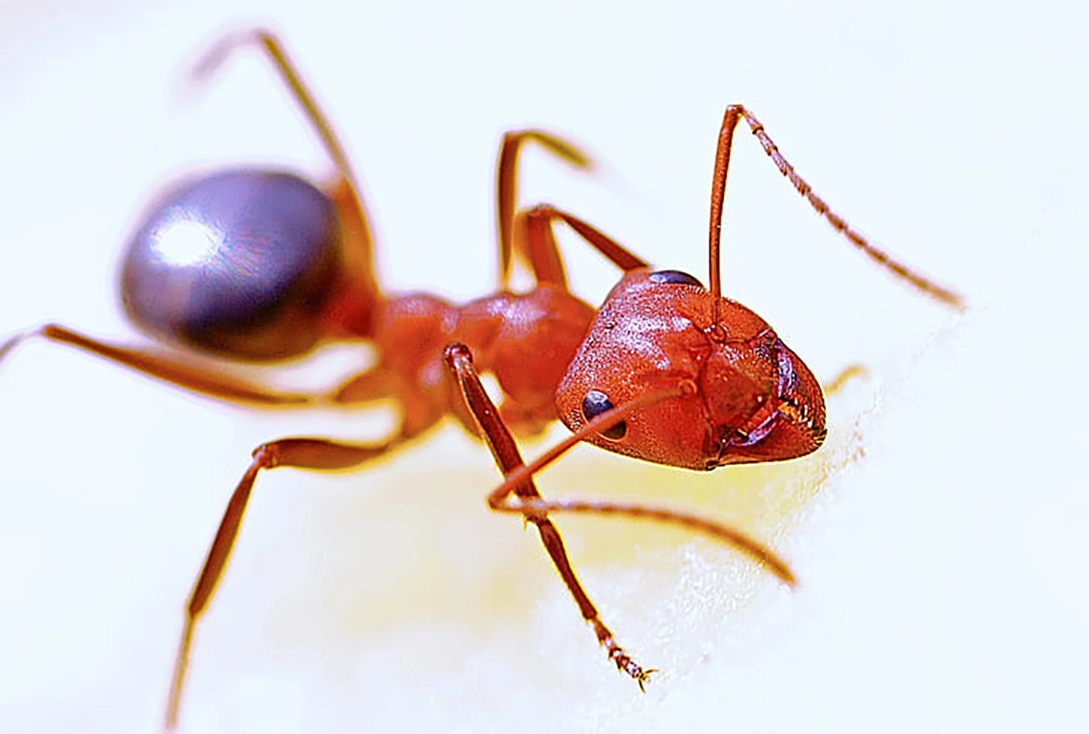 ant macro insect red 17.07.2025