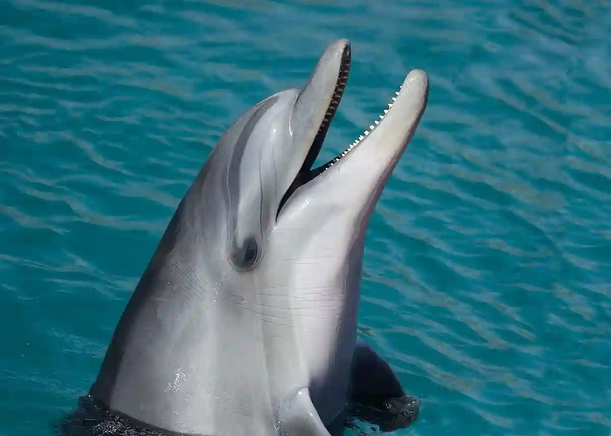 Bottlenose dolphin is one of the 10 Most Dangerous Animals That Look Harmless Bottlenose dolphin is one of the 10 Most Dangerous Animals That Look Harmless