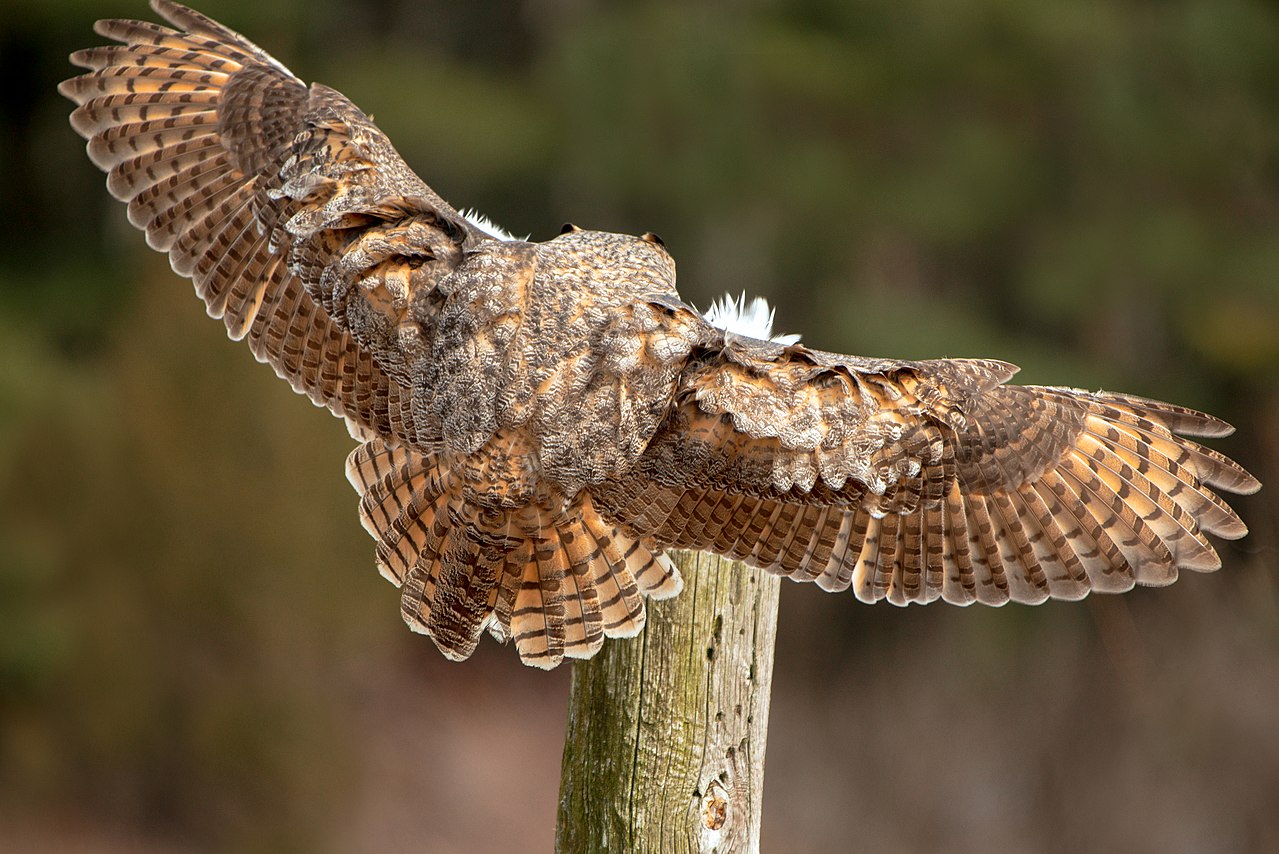 great Horned owl 28.07.2025