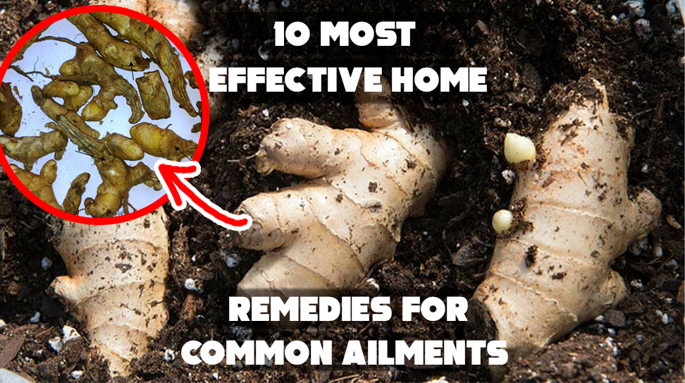 10 Most Effective Home Remedies for Common Ailments