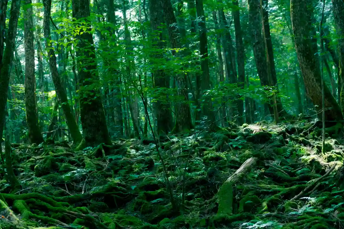 Aokigahara, the infamous suicide forest of Yamanashi Prefecture, Japan. Aokigahara, the infamous suicide forest of Yamanashi Prefecture, Japan.