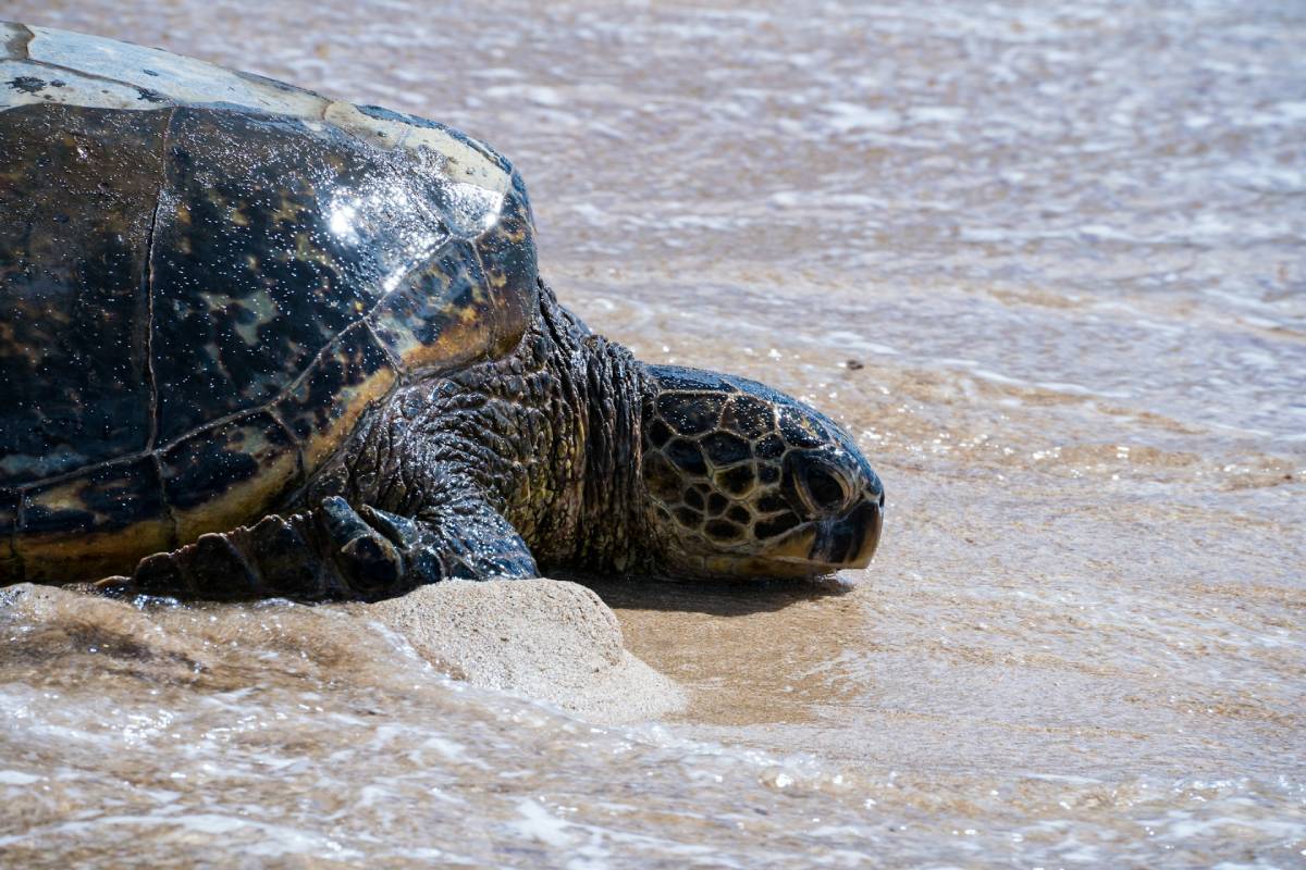 Best Things to Do in Oahu Best Things to Do in Oahu