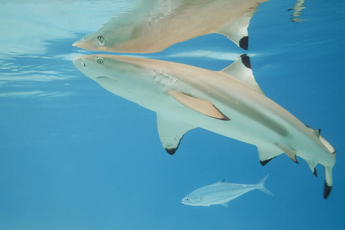 Blacktip Shark 2.8.2025