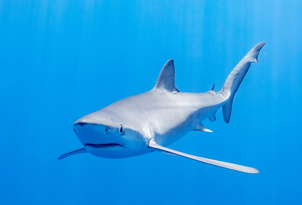 Blue Shark 2.8.2025