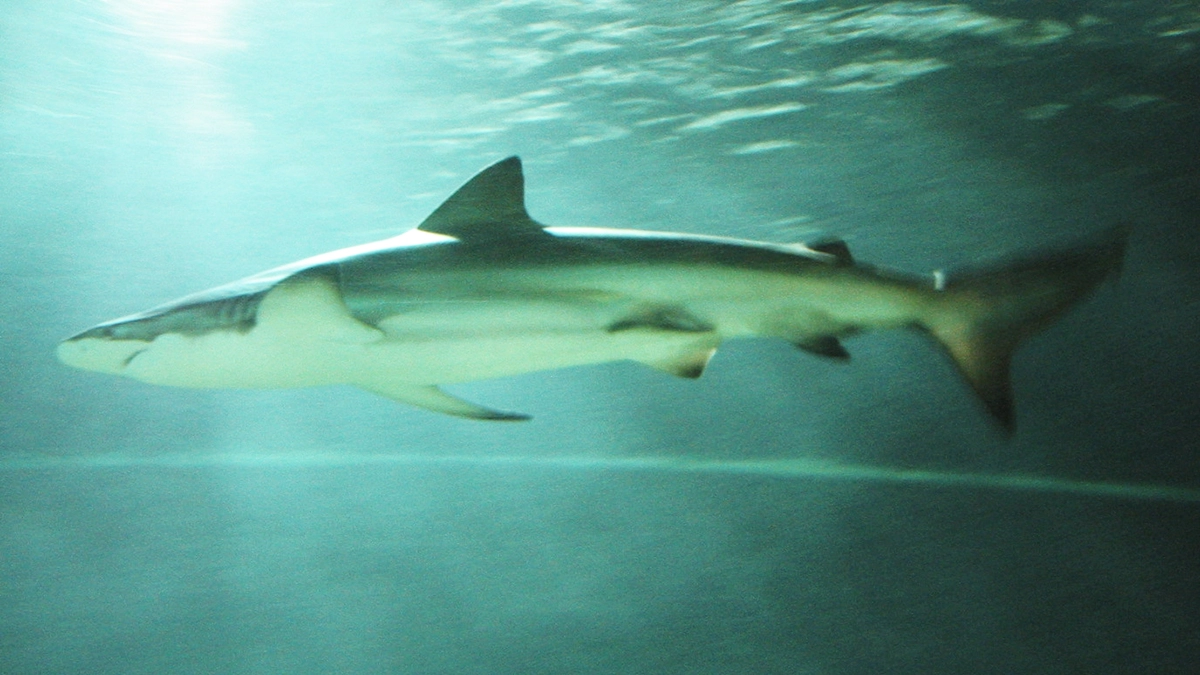 Bronze Whaler Shark 2.8.2025