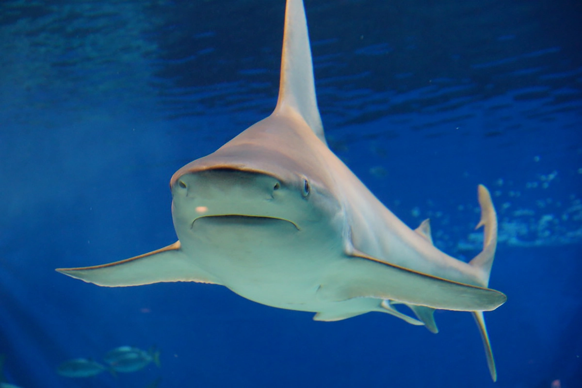 Bull Shark 2.8.2025